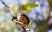 Cáscara de Almendra Montilla - Calor Renove