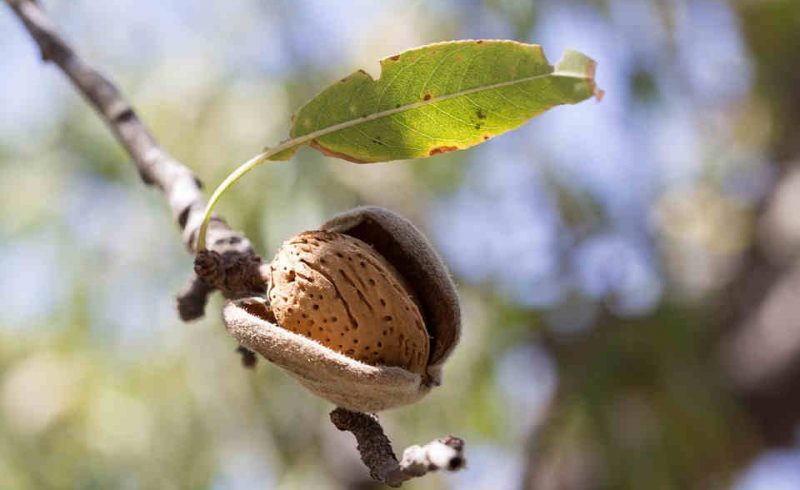 Cáscara de Almendra Montilla - Calor Renove