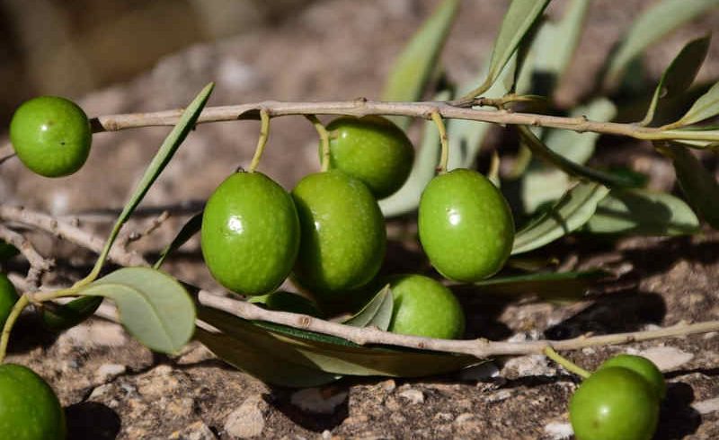 Comprar Hueso de Aceituna La Rambla - Calor Renove