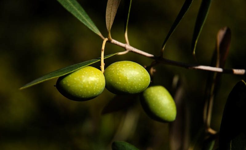 Hueso de Aceituna La Rambla - Calor Renove