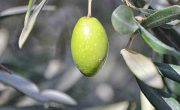 Hueso de Aceituna Puente Genil - Calor Renove