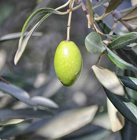 Hueso de Aceituna Puente Genil - Calor Renove